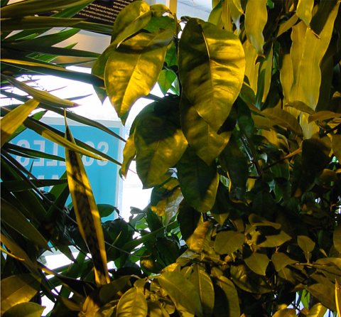 Citric Branch
